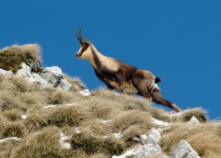 Camoscio d''Abruzzo Rupicapra pyrenaica ornata